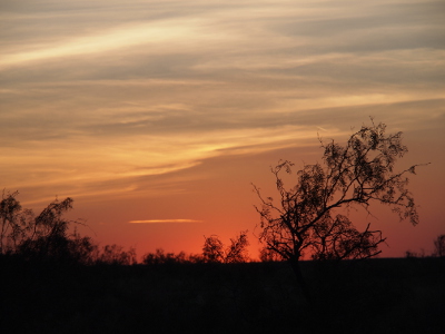 [The sun is already below the horizon, but the orange-red glow remains and backlights whispy trees on the horizon. Above the orange-red is mostly a film of white clouds. There is some blue visible behind the whisps.]